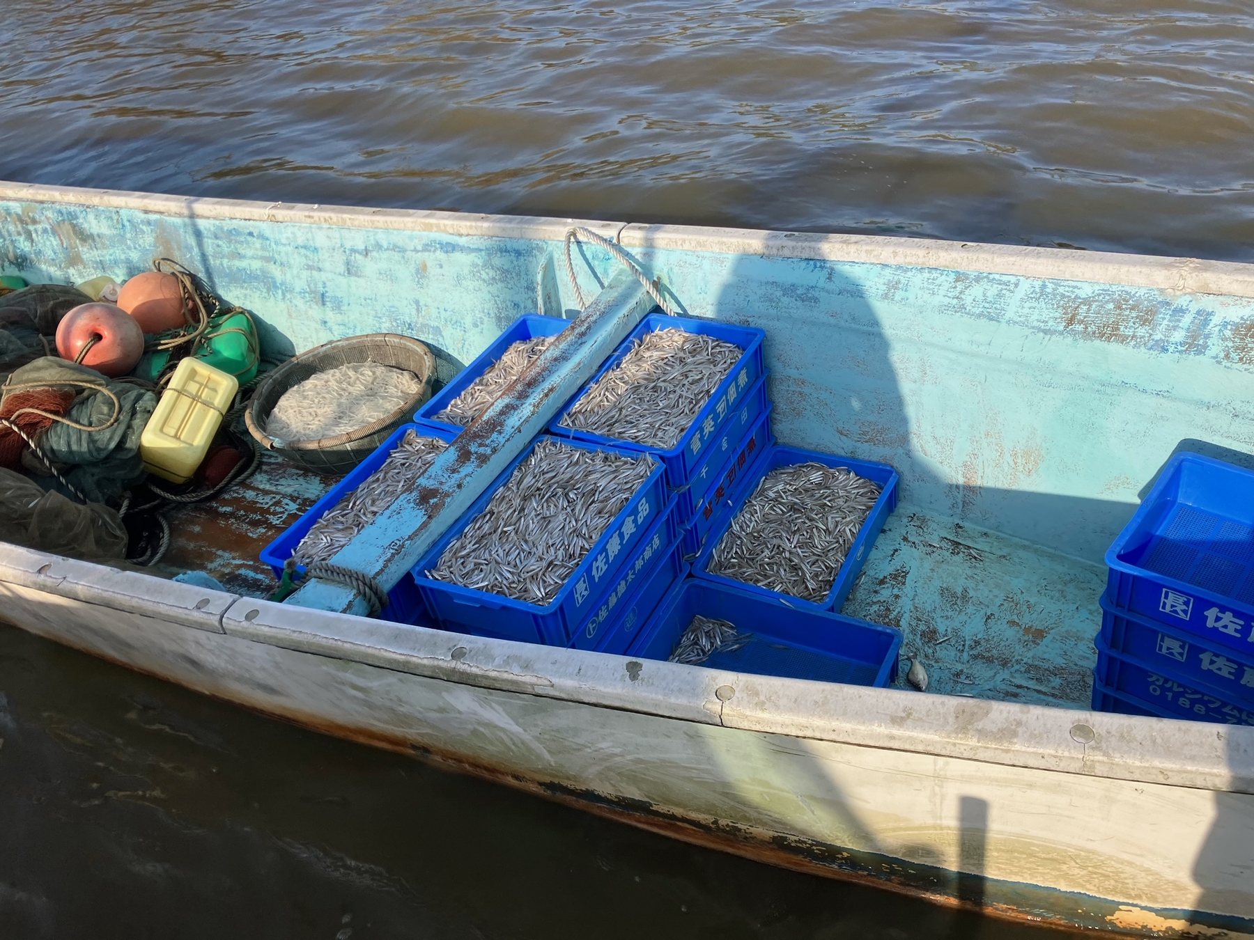 船に積まれた、水揚げされたばかりの小魚